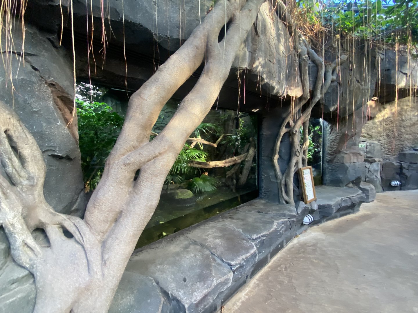 Monsoon Forest - Sailfin lizard exhibit 241123