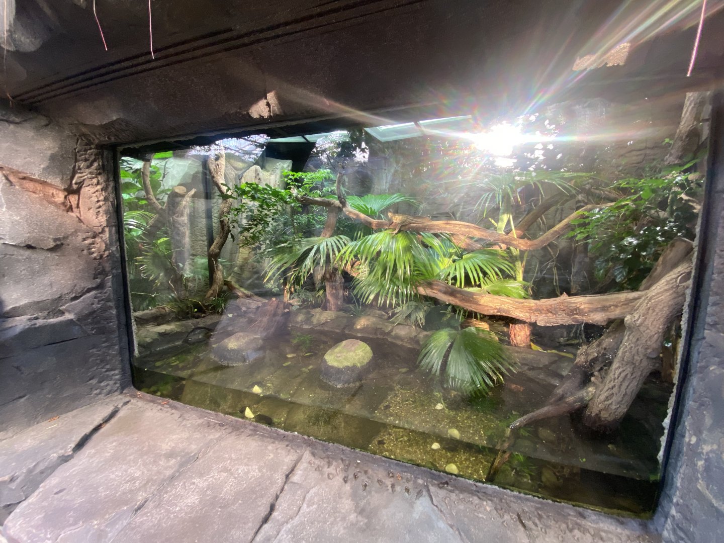 Monsoon Forest - Sailfin lizard, Mao-son frog exhibit 241123