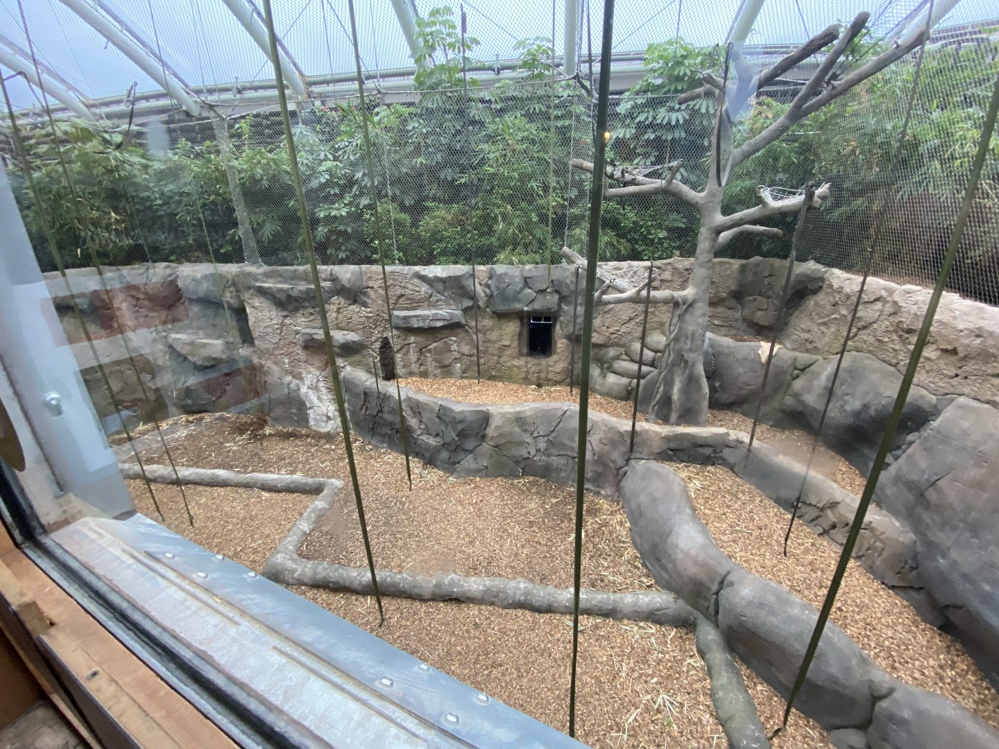 Monsoon Forest - Silvery gibbon/Sumatran orangutan enclosure 181021