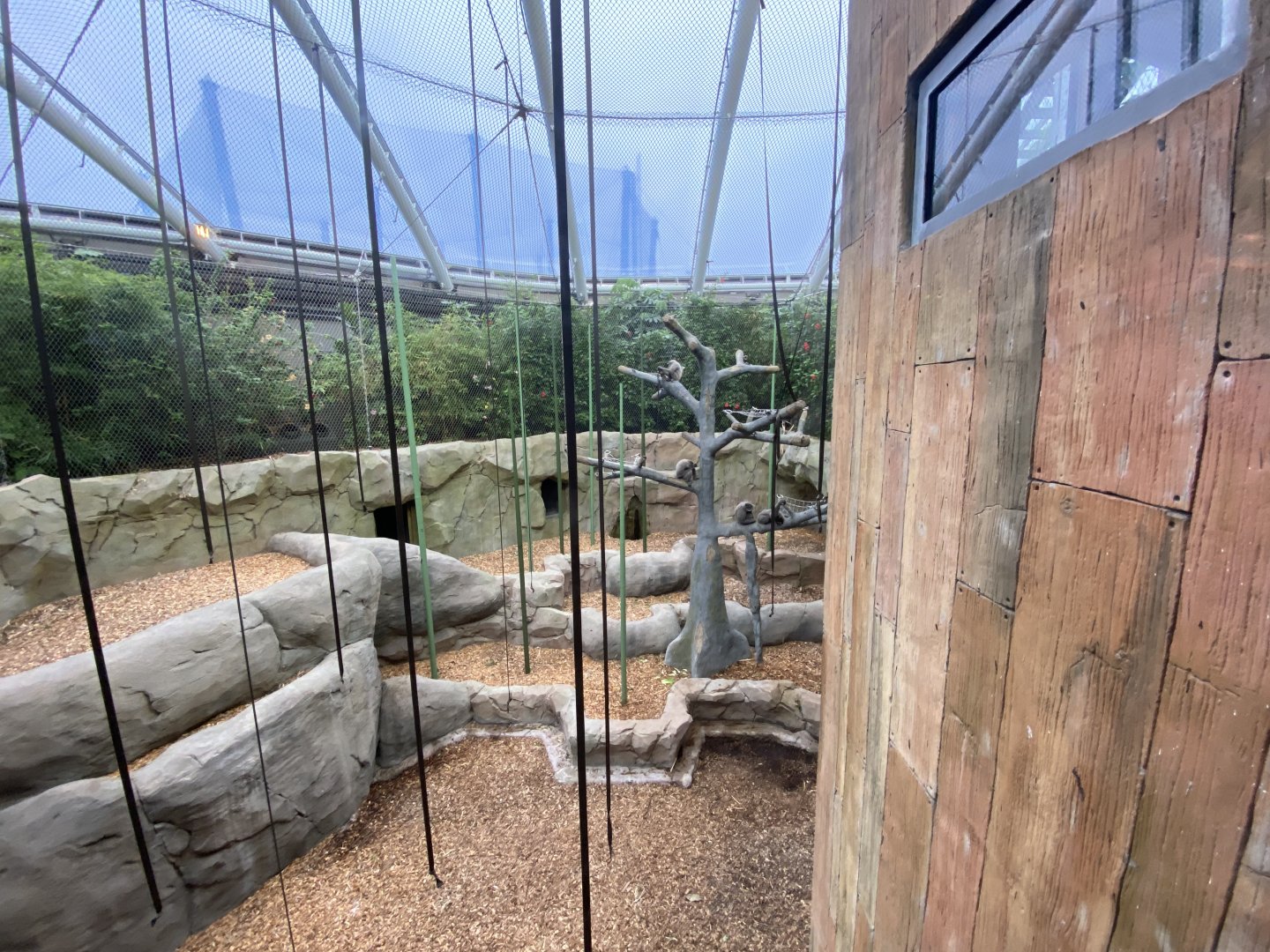 Monsoon Forest - Silvery gibbon/Sumatran orangutan enclosure 181021