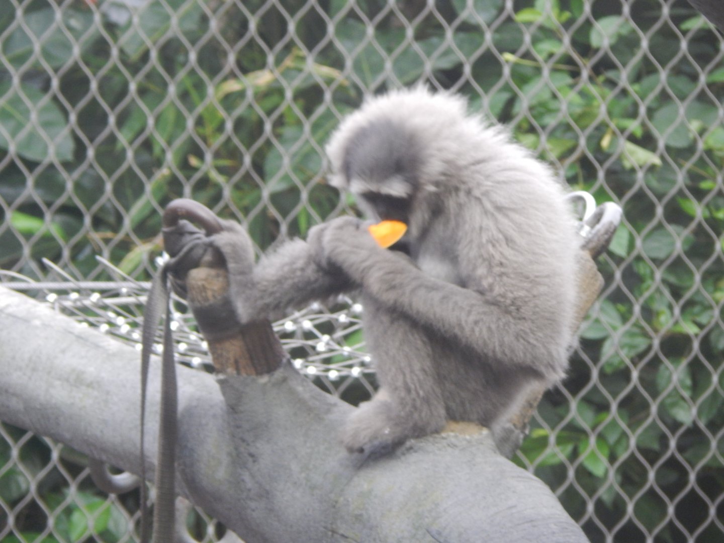 Monsoon Forest - Silvery/Moloch gibbon 181021