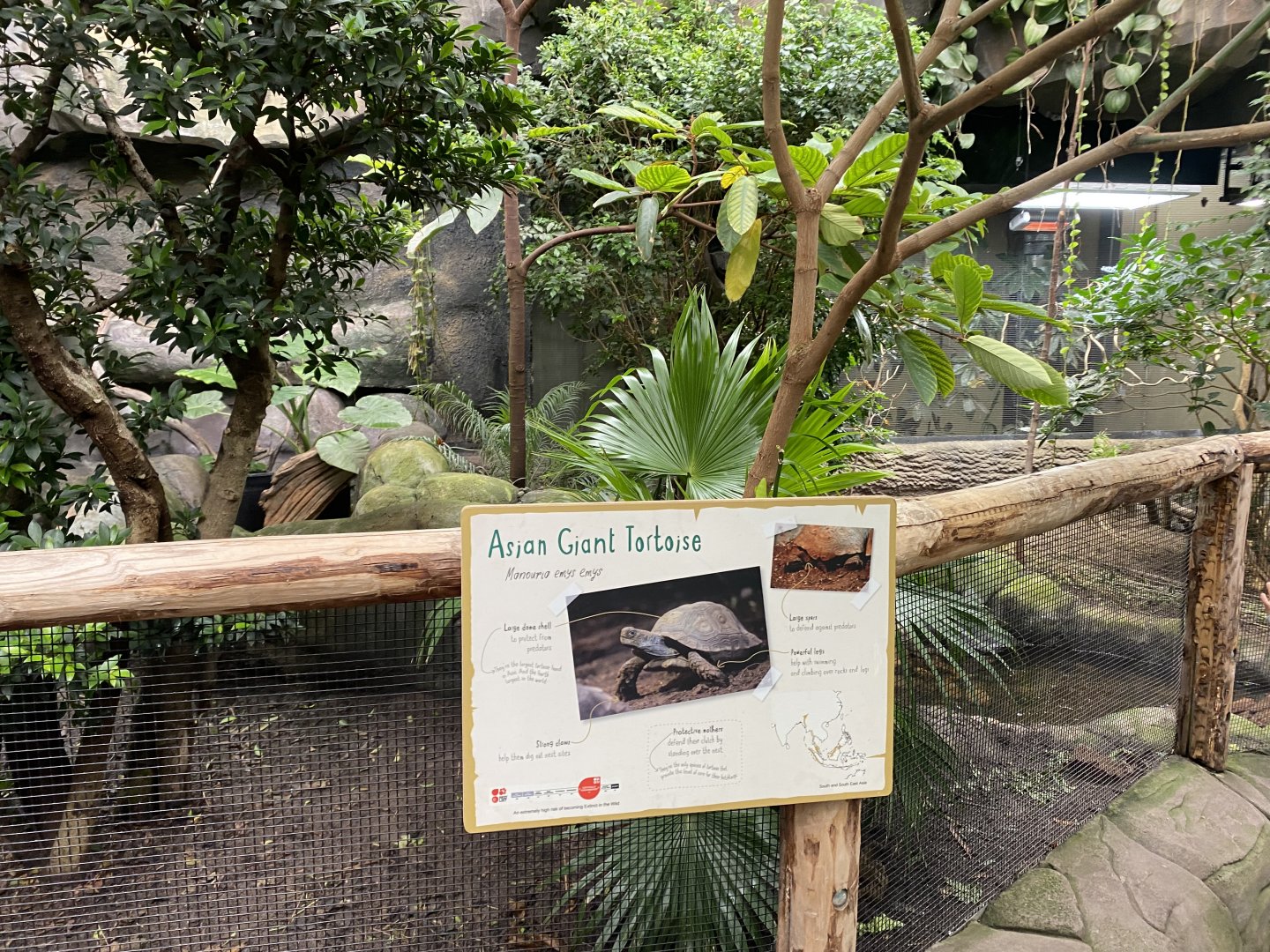 Monsoon Forest - Southern brown/Asian giant tortoise exhibit 181021