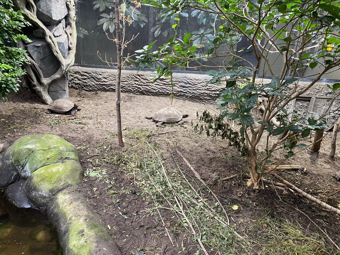 Monsoon Forest - Southern brown/Asian giant tortoise exhibit 181021