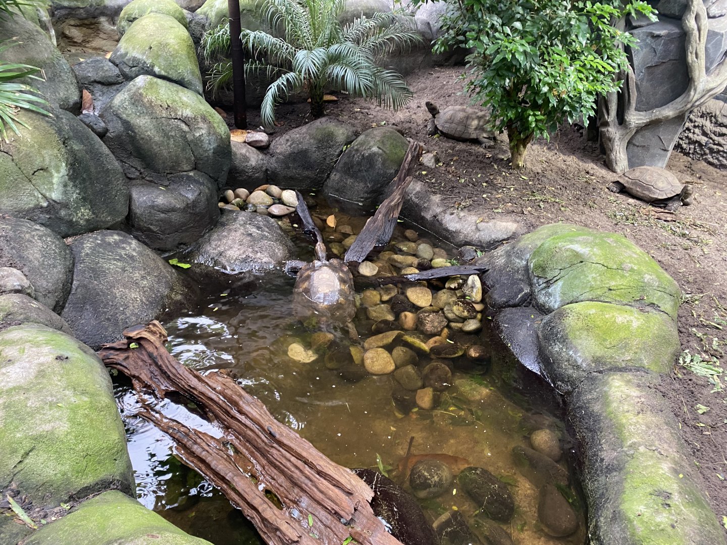 Monsoon Forest - Southern brown/Asian giant tortoise exhibit 181021