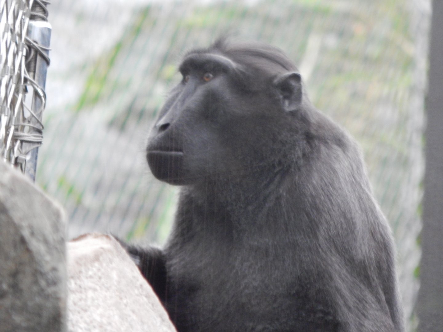 Monsoon Forest - Sulawesi crested macaque 181021