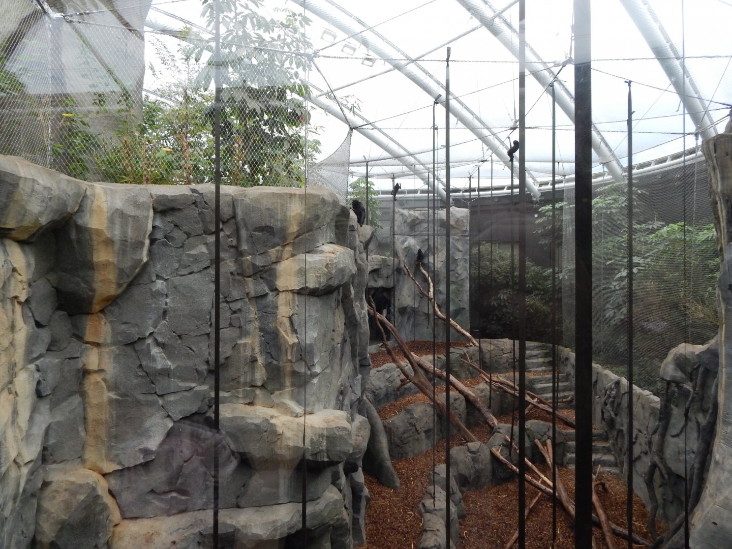 Monsoon Forest - Sulawesi crested macaque exhibit 181021