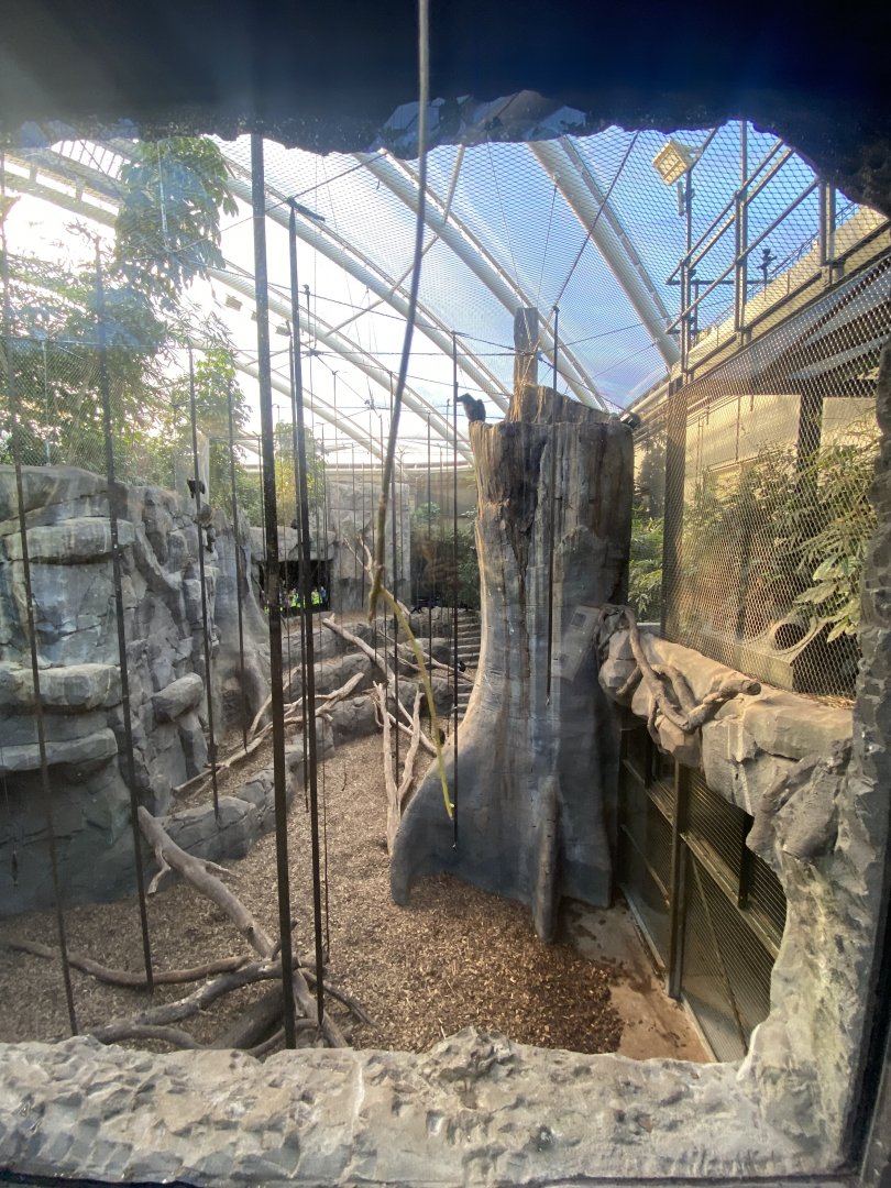 Monsoon Forest - Sulawesi crested macaque exhibit 241123