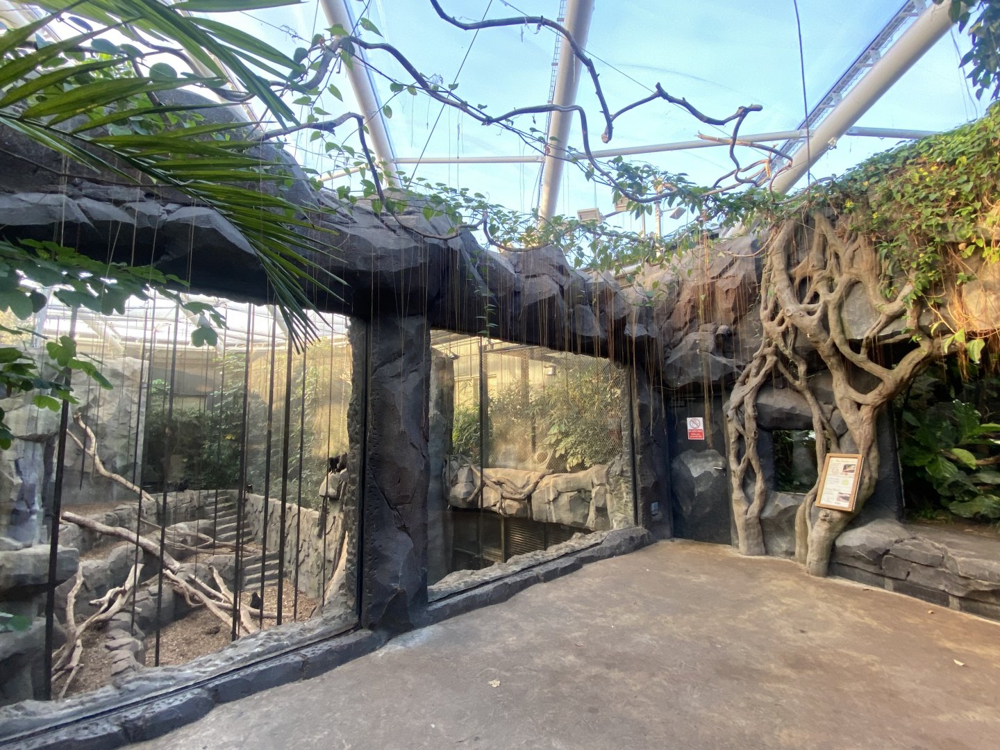 Monsoon Forest - Sulawesi crested macaque exhibit 241123