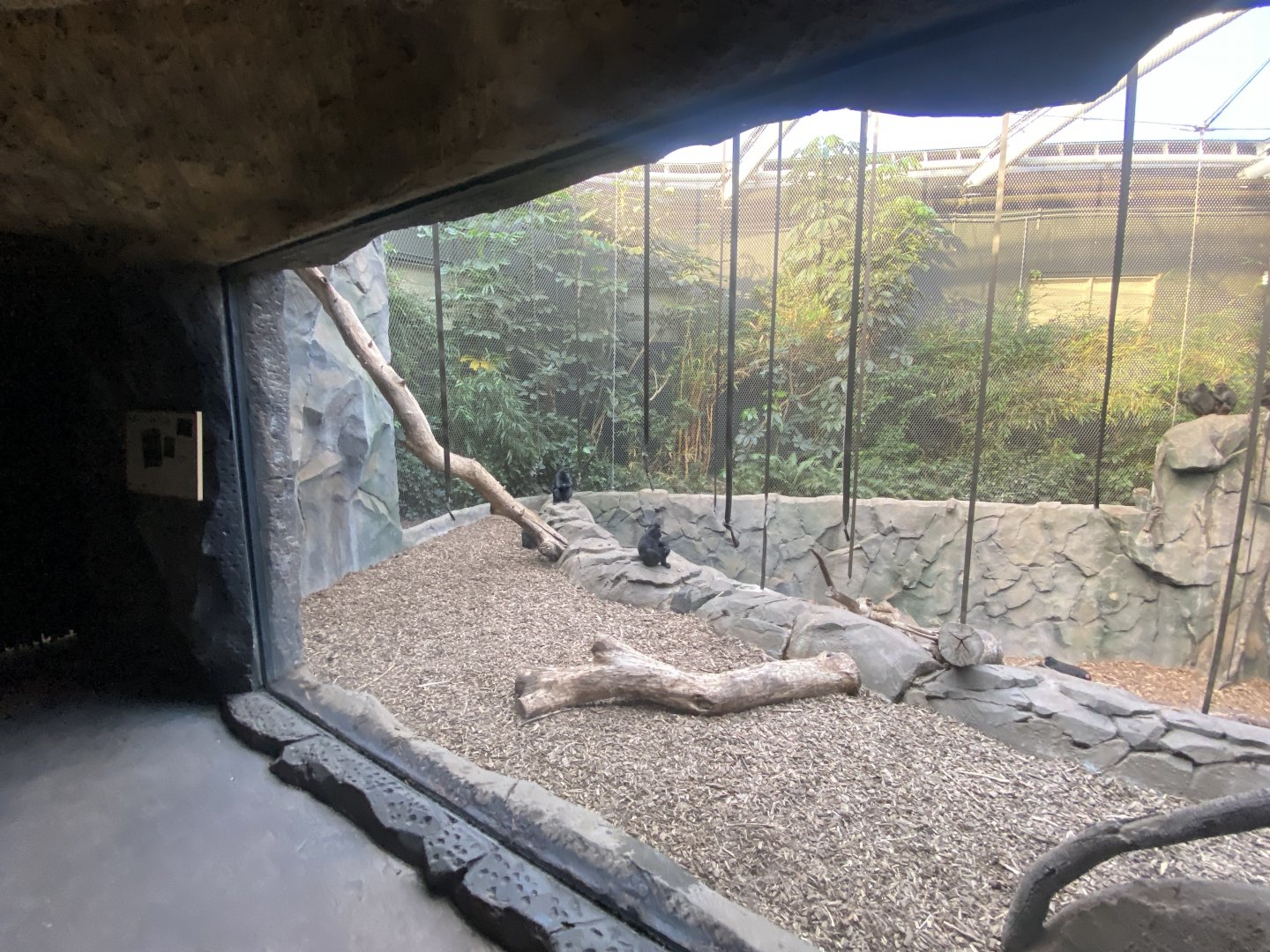 Monsoon Forest - Sulawesi crested macaque exhibit 241123