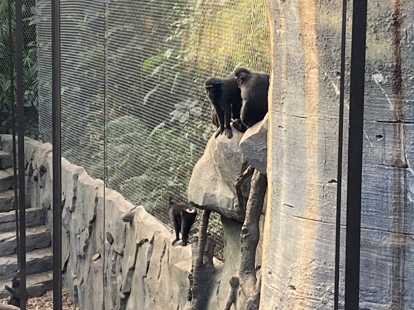 Monsoon Forest - Sulawesi crested macaques 241123