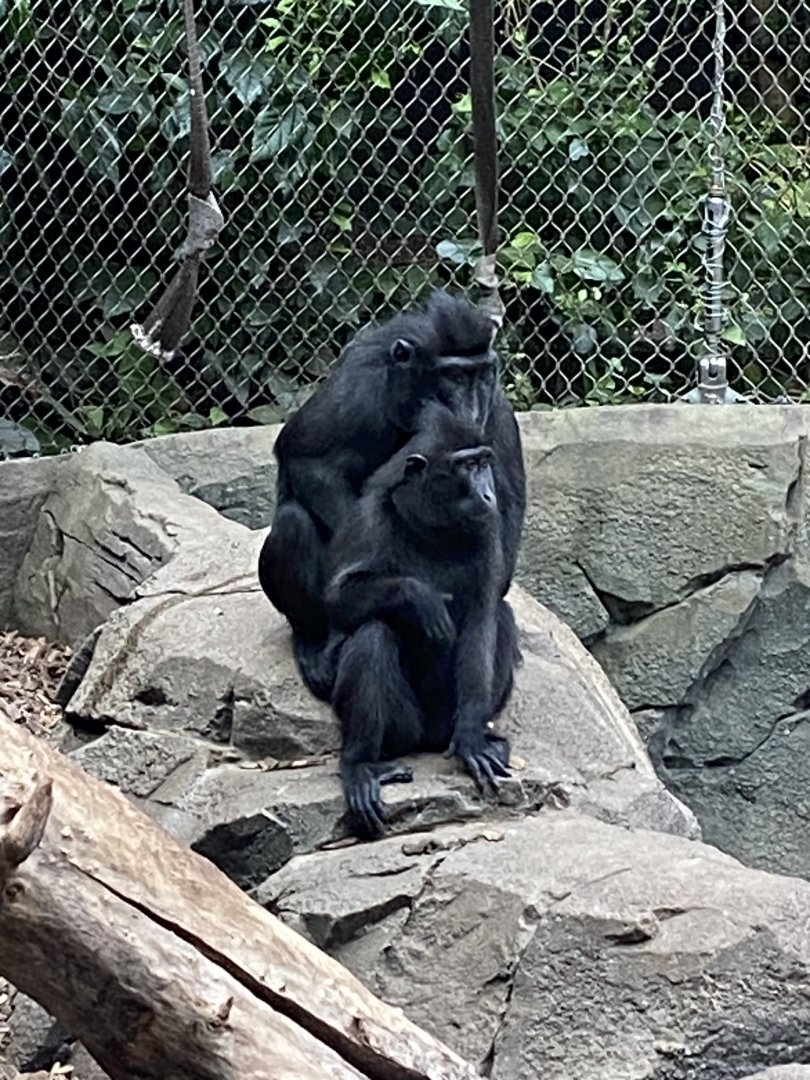 Monsoon Forest - Sulawesi crested macaques 241123