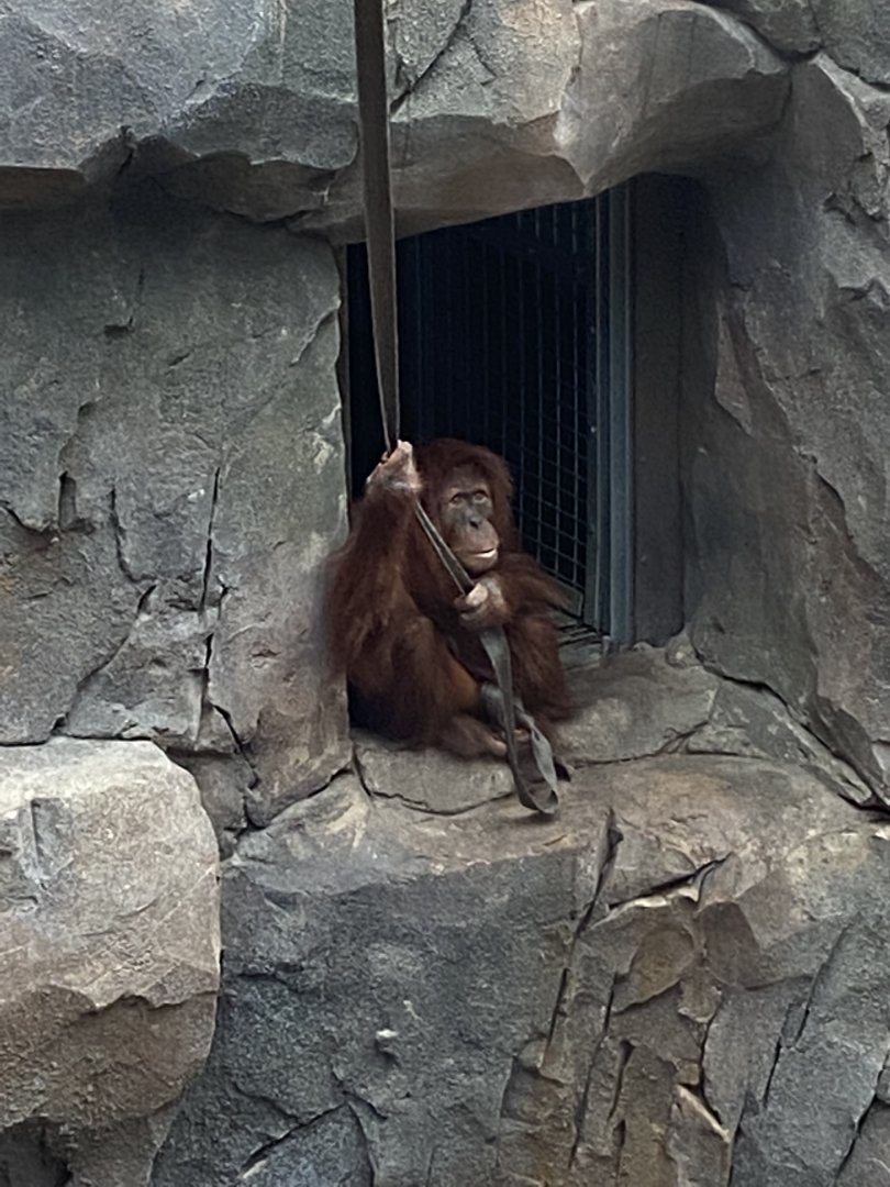 Monsoon Forest - Sumatran Orangutan 181021