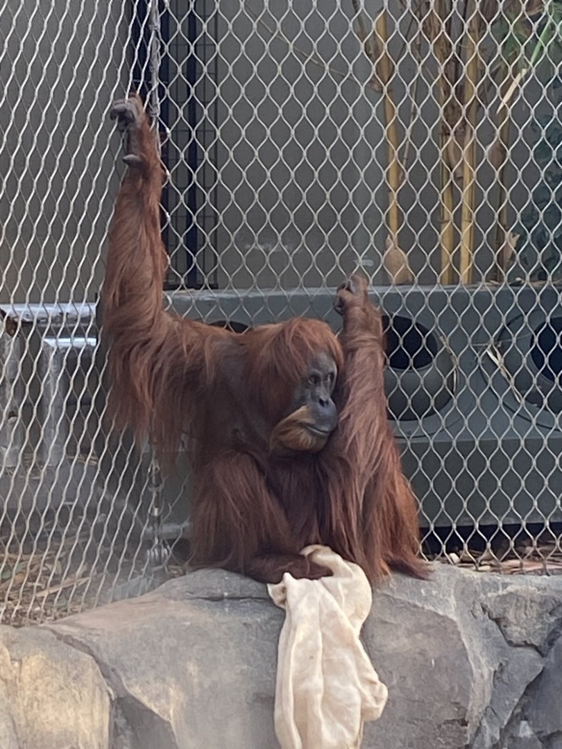 Monsoon Forest - Sumatran orangutan 241123