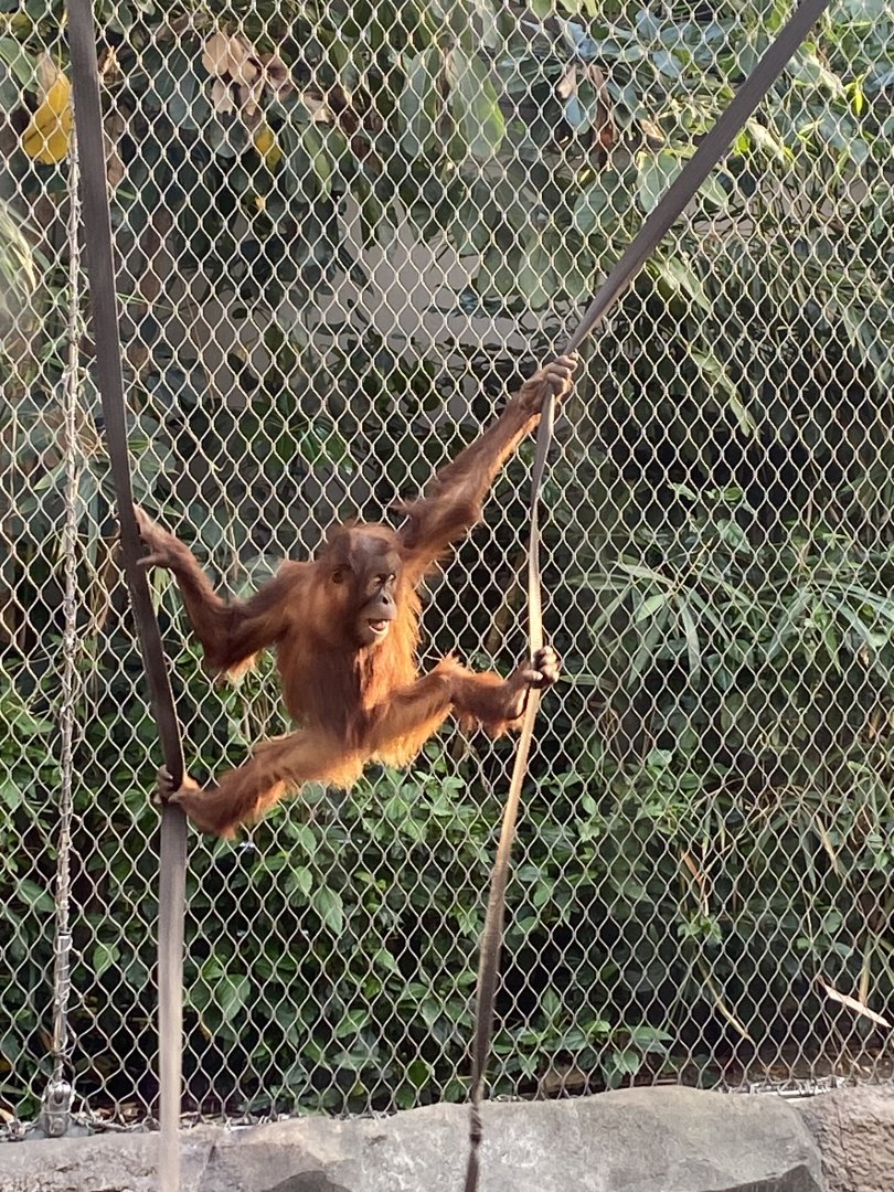 Monsoon Forest - Sumatran orangutan juvenile 241123