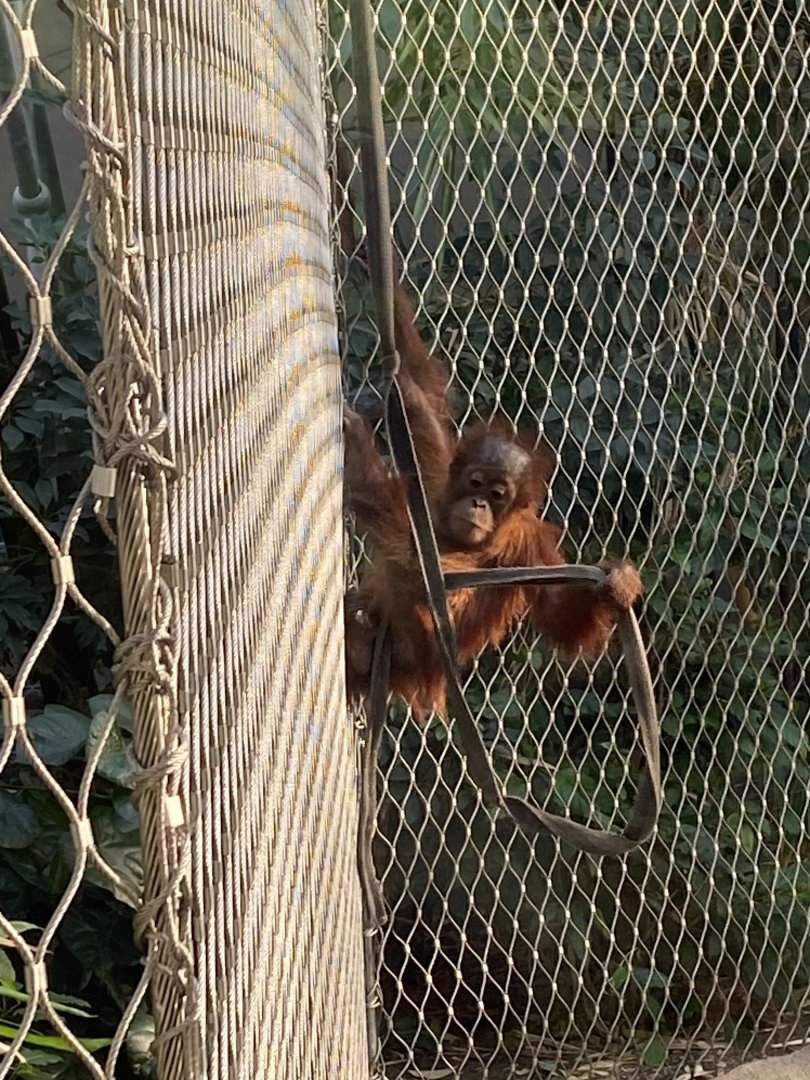 Monsoon Forest - Sumatran orangutan juvenile 241123