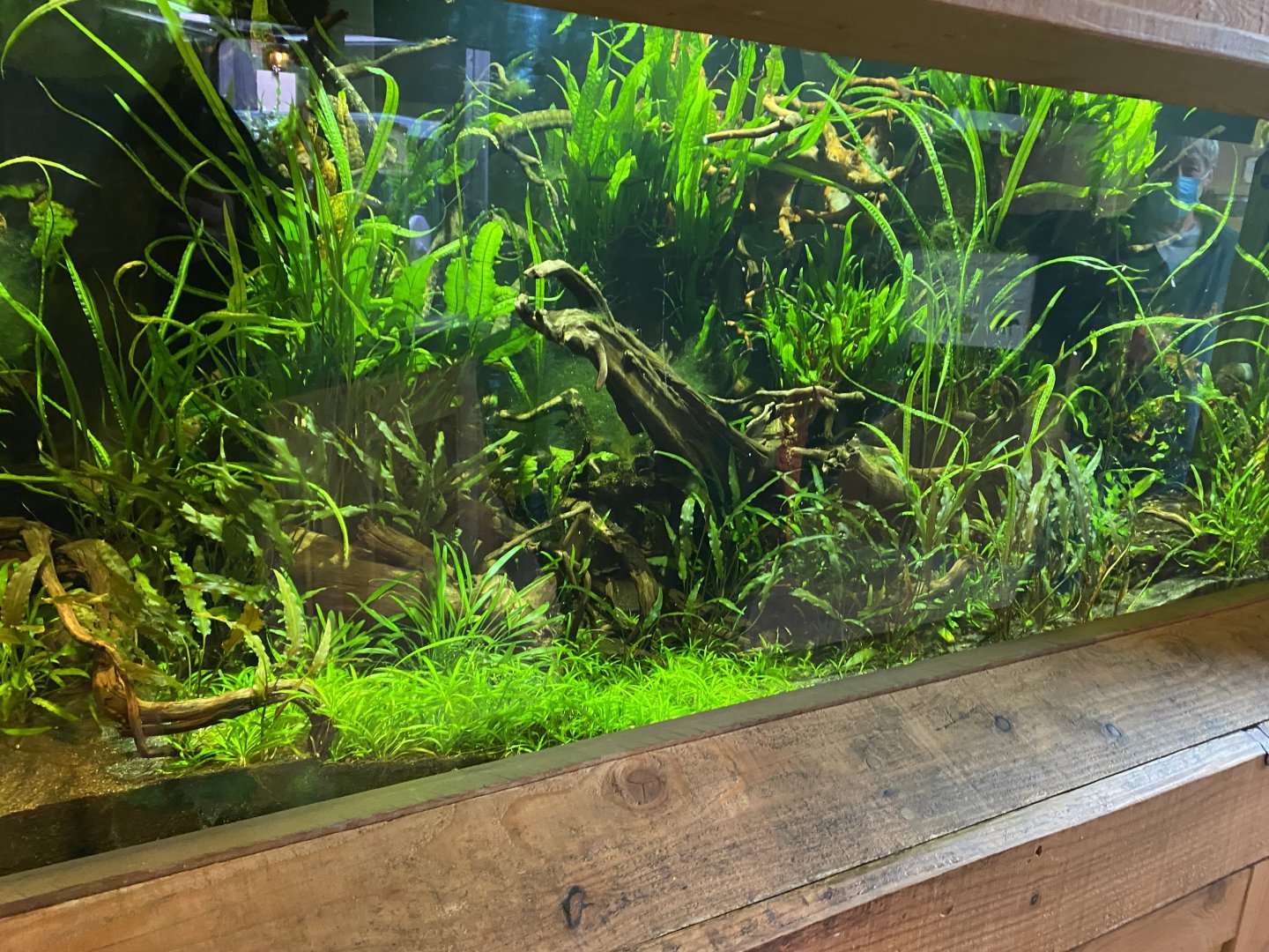 Monsoon Forest - Tentacled snake exhibit 181021