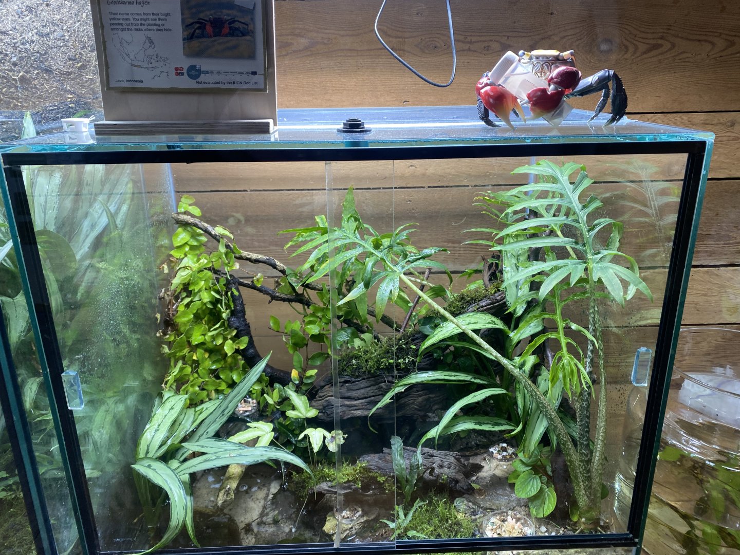 Monsoon Forest - Vampire crab exhibit 241123
