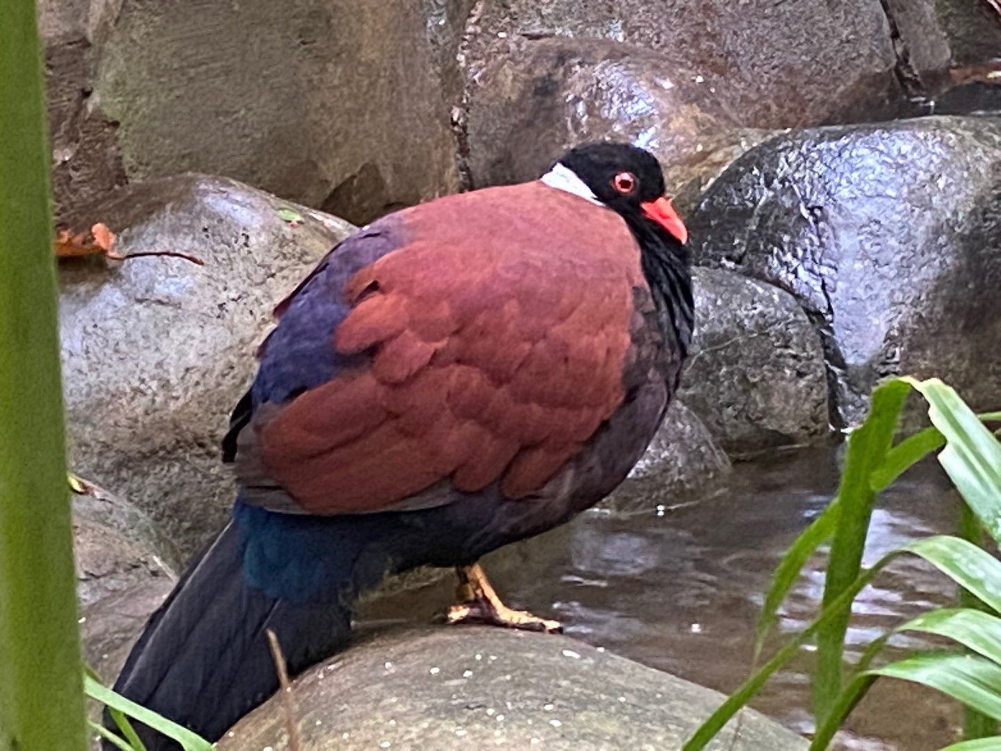 Monsoon Forest - White-naped pheasant-pigeon 241123