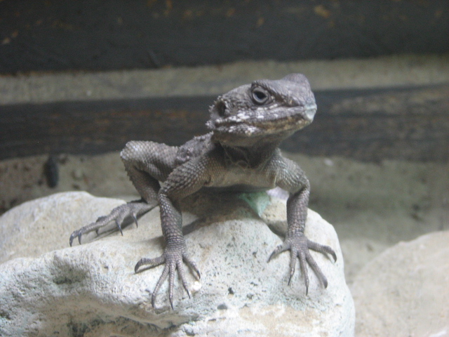Monster Fish Zoo Budapest, Agama ID