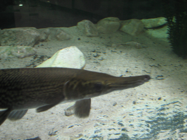 Monster Fish Zoo Budapest, Alligator gar