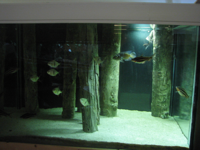 Monster Fish Zoo Budapest, Amazon tank