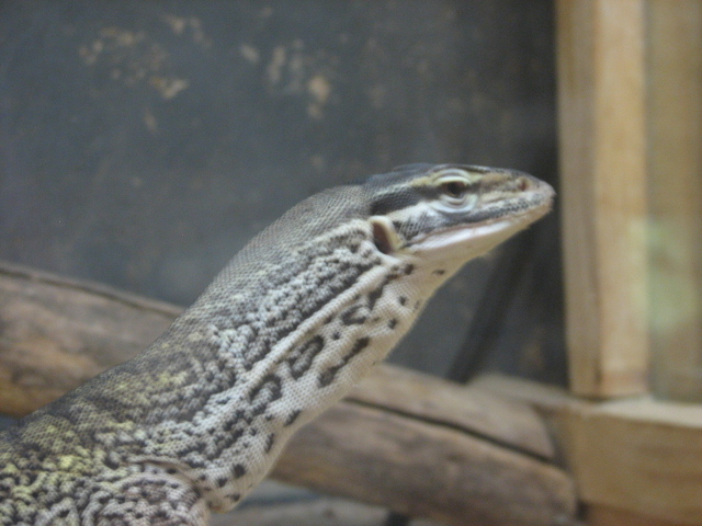 Monster Fish Zoo Budapest, Argus monitor