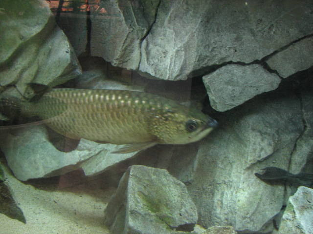 Monster Fish Zoo Budapest, Arowana