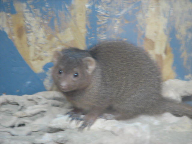 Monster Fish Zoo Budapest, Dwarf mongoose