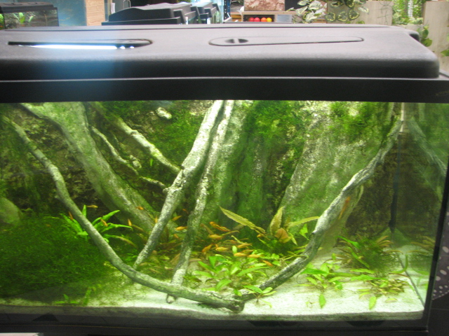 Monster Fish Zoo Budapest, Fish tank