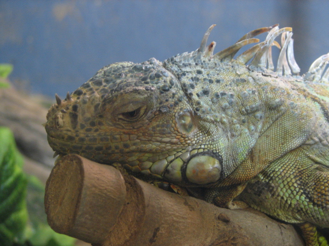Monster Fish Zoo Budapest, Green iguana