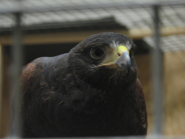 Monster Fish Zoo Budapest, Harris's hawk