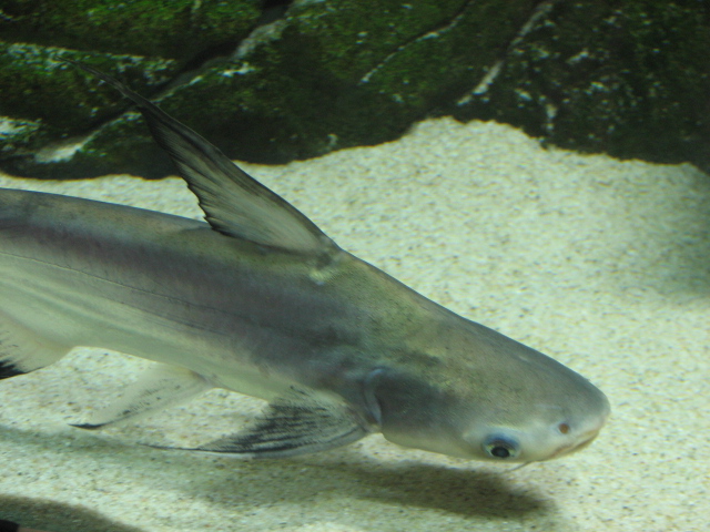 Monster Fish Zoo Budapest, Iridescent shark