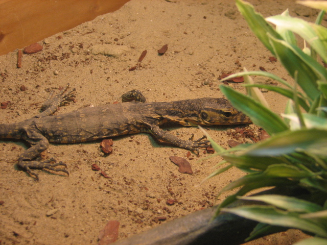 Monster Fish Zoo Budapest, Monitor ID