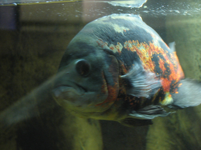 Monster Fish Zoo Budapest, Oscar