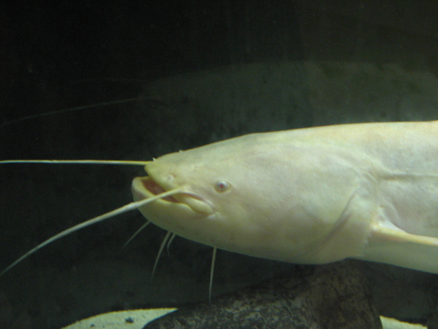 Monster Fish Zoo Budapest, Silurus glanis