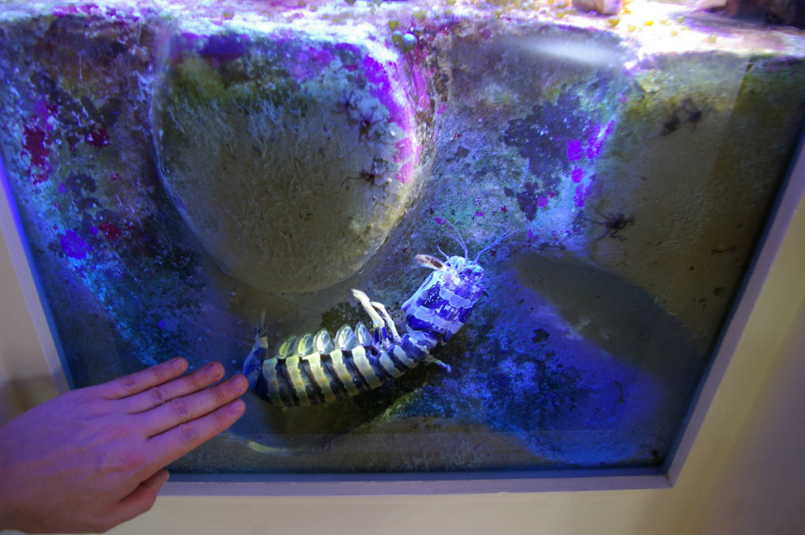 monster mantis shrimp