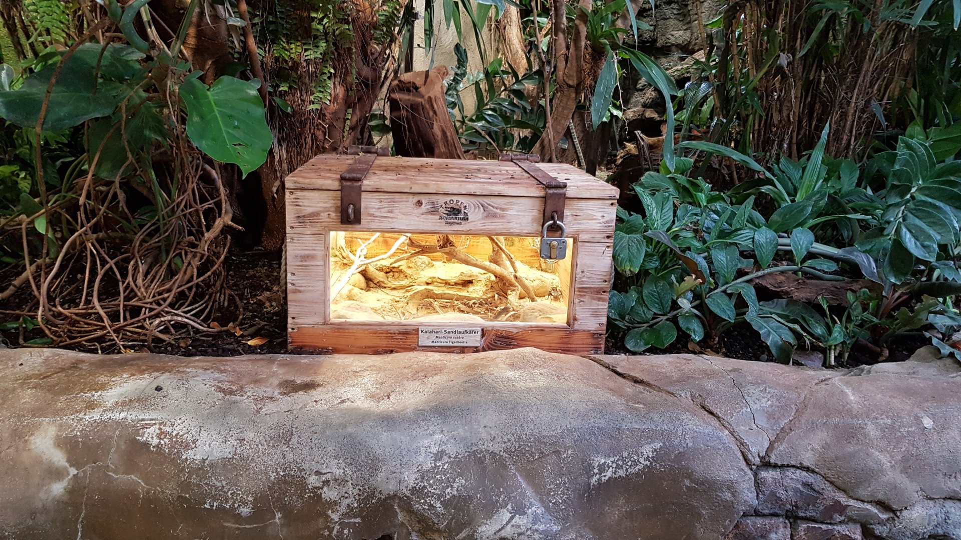 Monster Tiger Beetle (Manticora scabra)