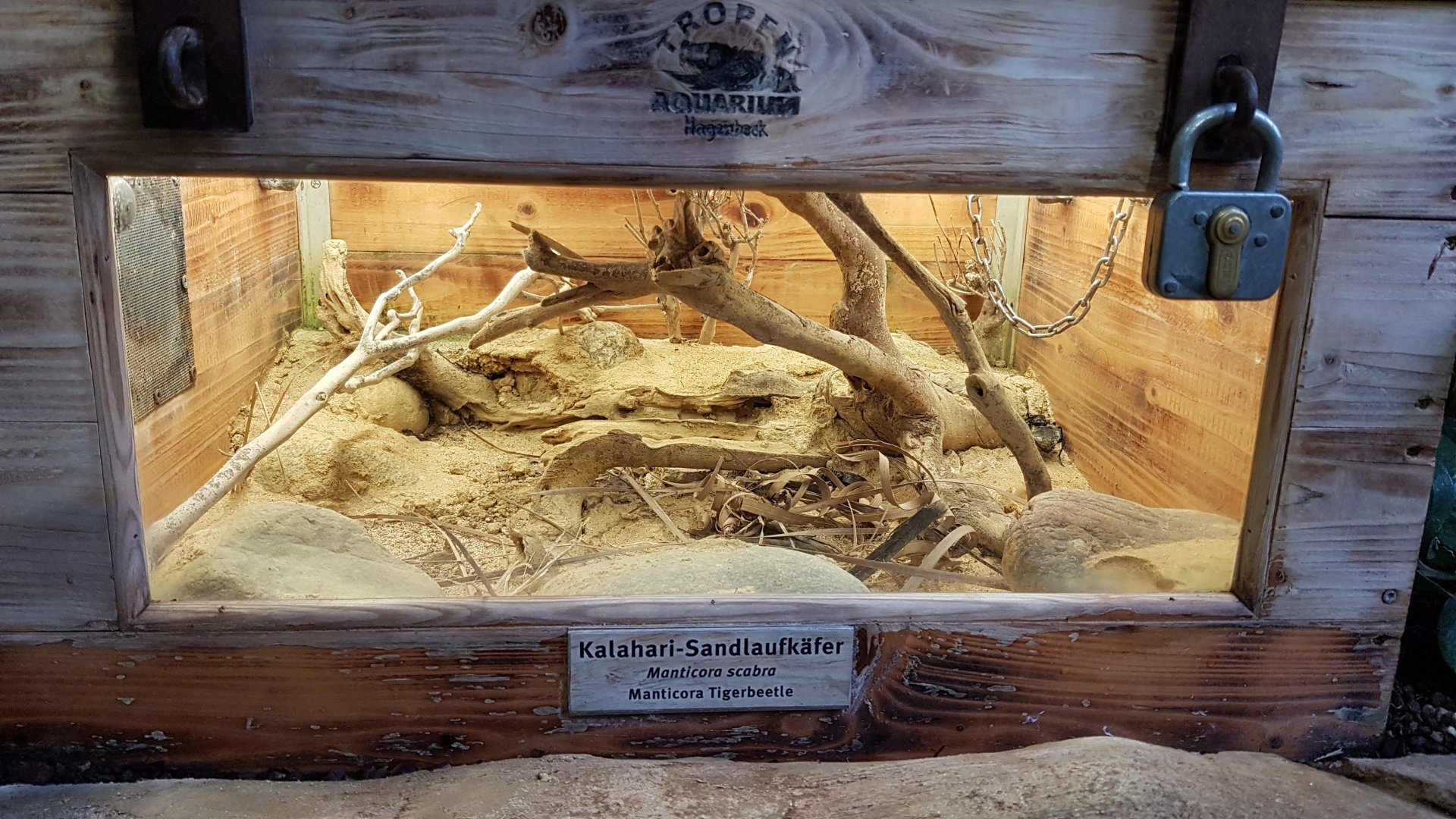 Monster Tiger Beetle (Manticora scabra)