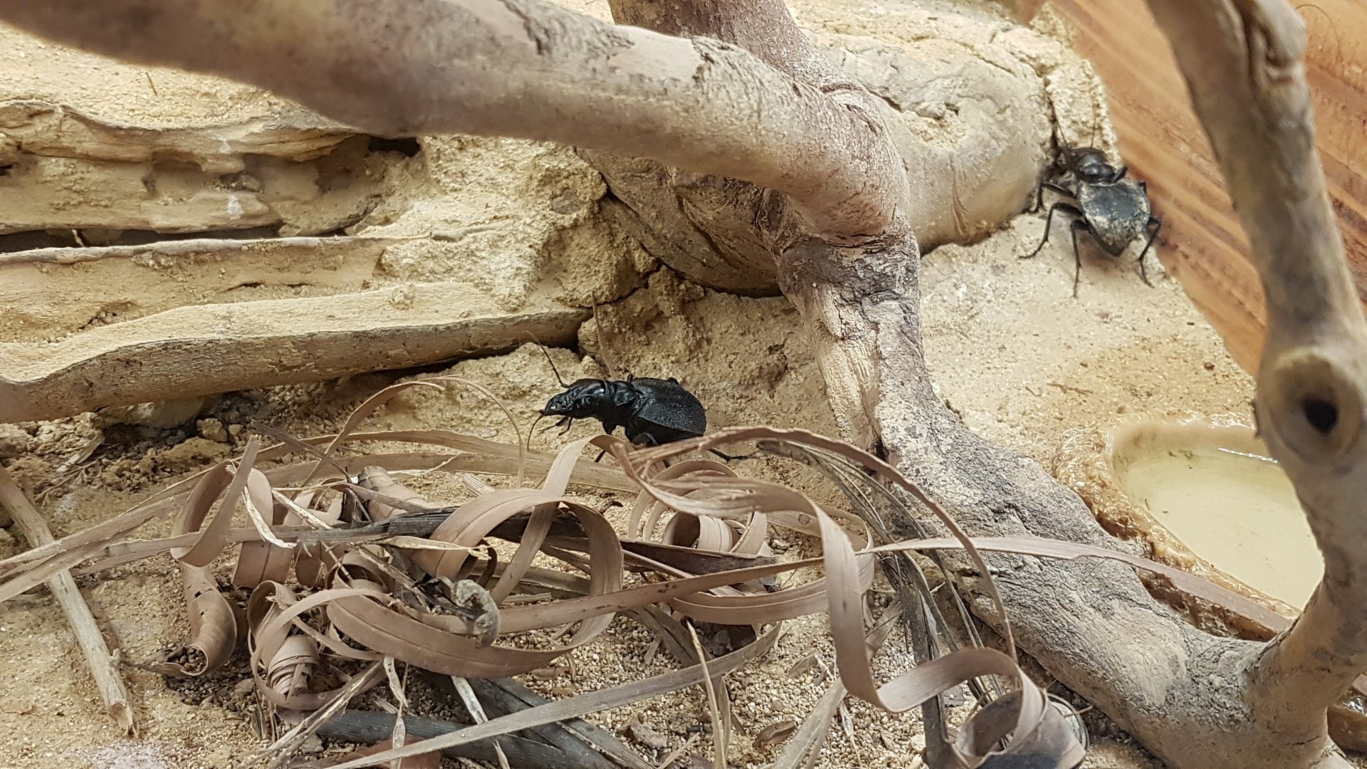 Monster Tiger Beetle (Manticora scabra)