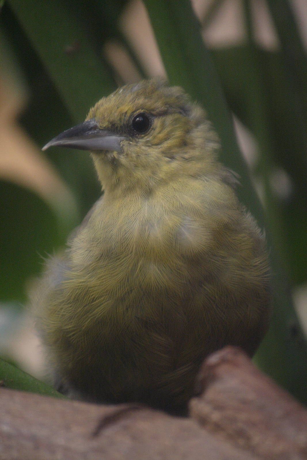 Monsterrat oriole fledgling 01/10/2011