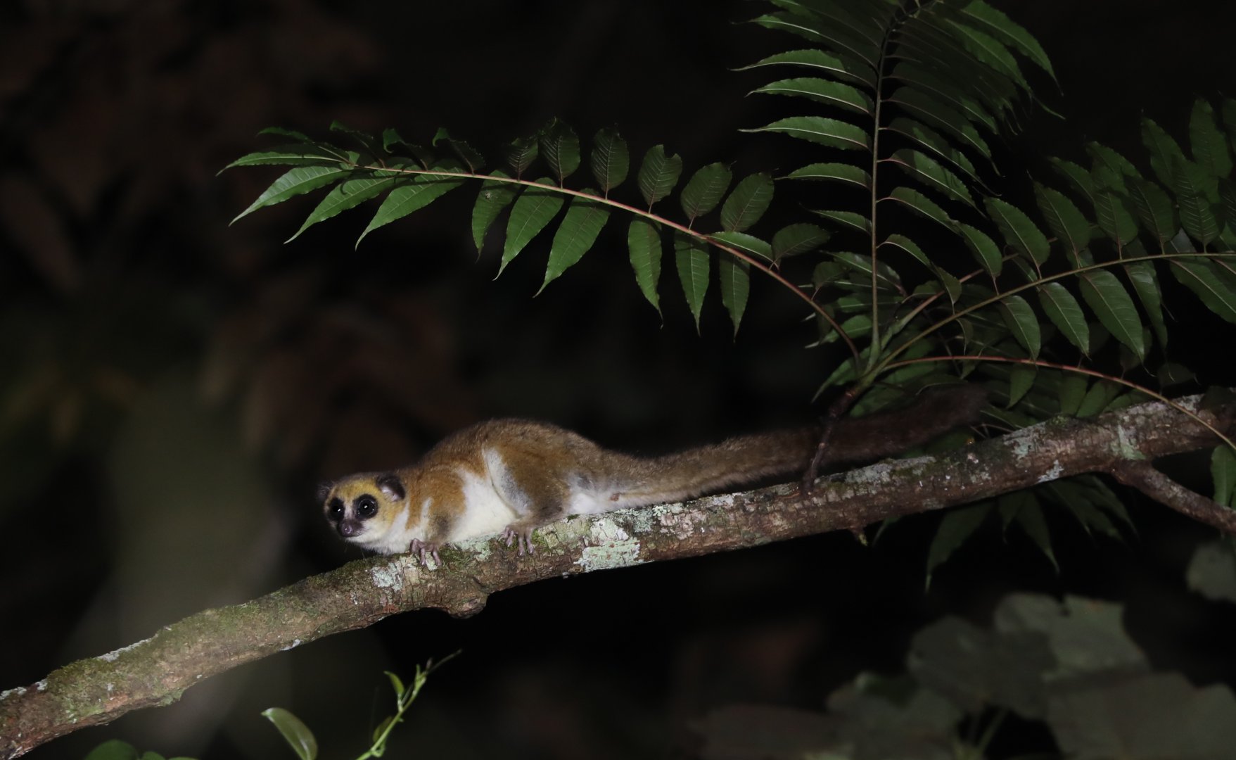 Montagne d'Ambre dwarf lemur (Cheirogaleus andysabini)