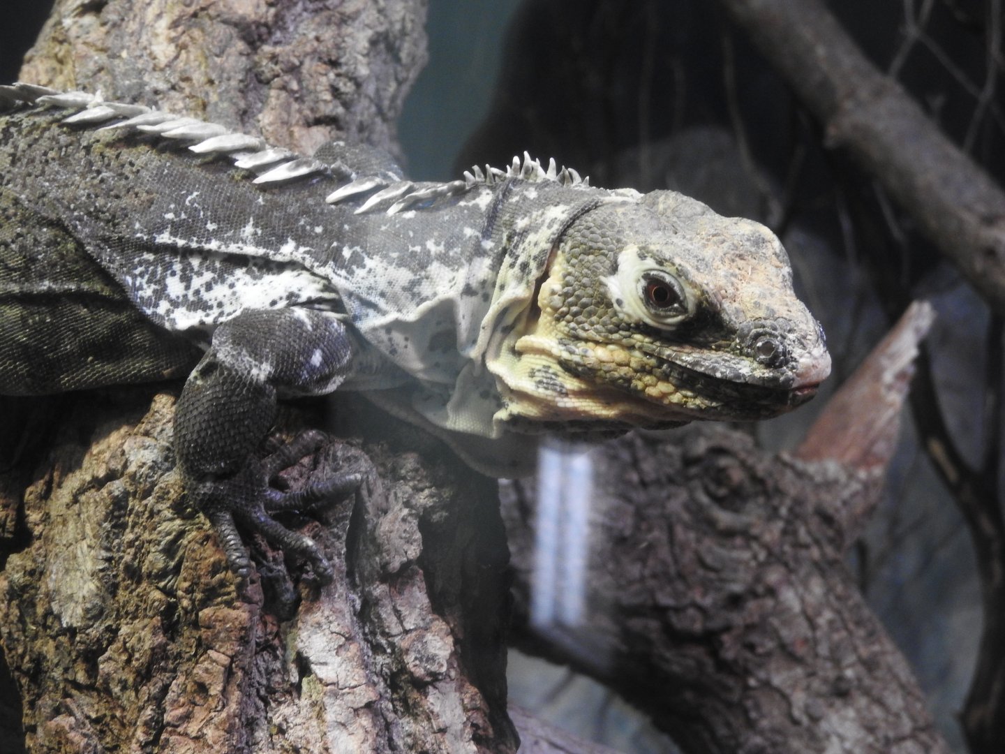 Montagua Spiny-tailed Iguana