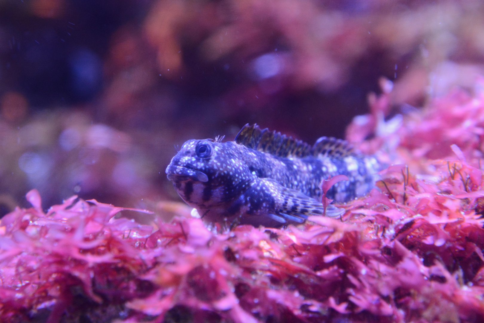 Montagu's blenny (Coryphoblennius galerita)