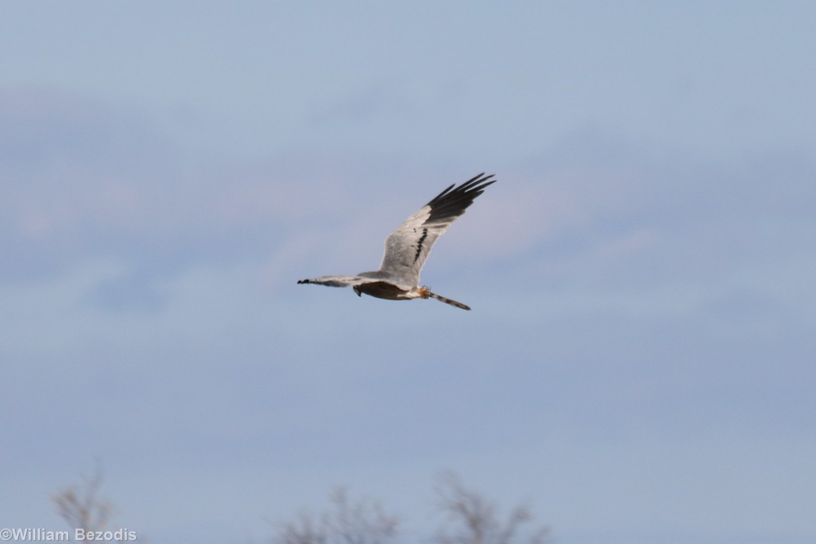 Montagu's Harrier - Beibrza National Park