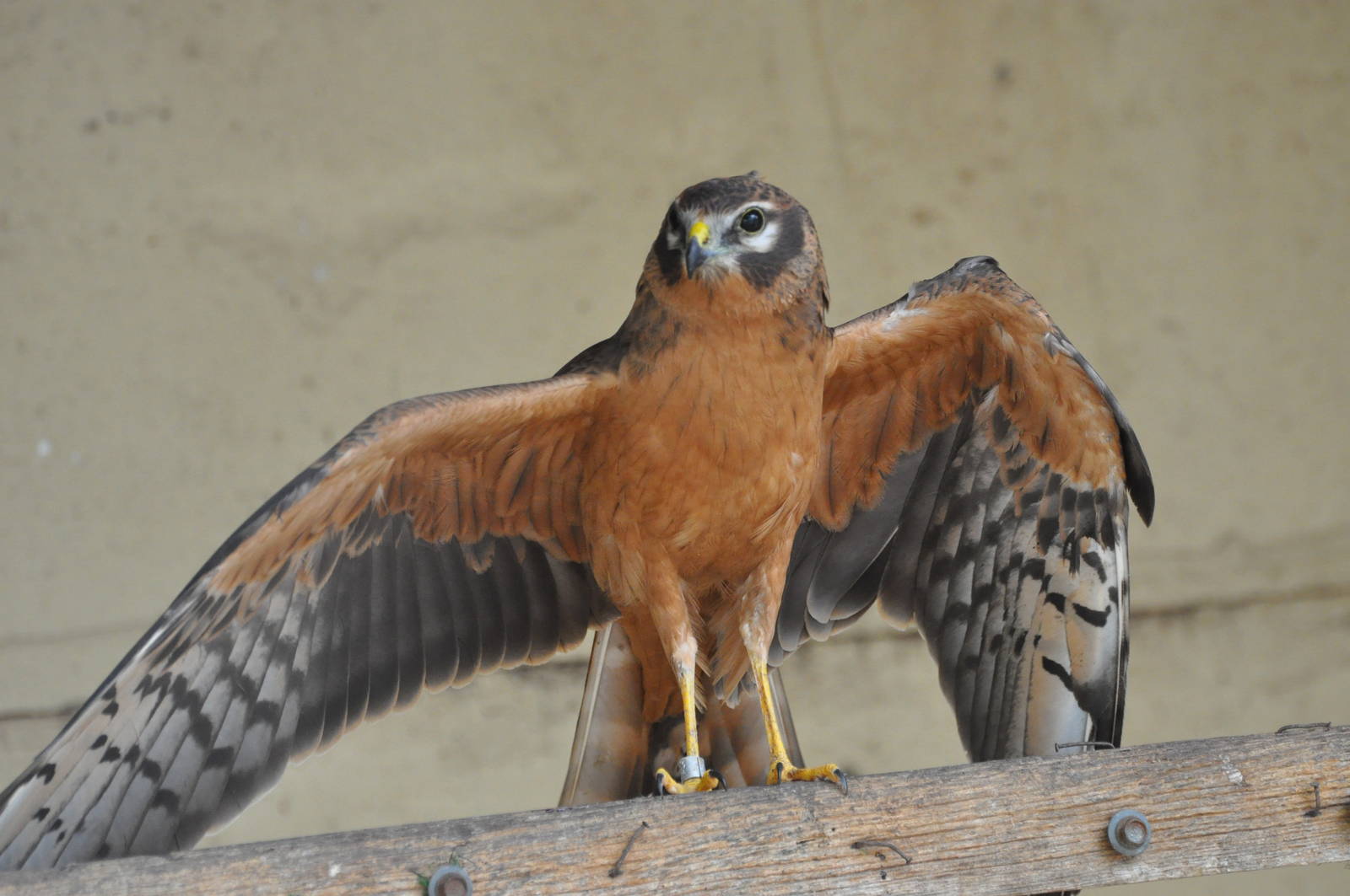 Montagu's harrier/ Circus pygargus