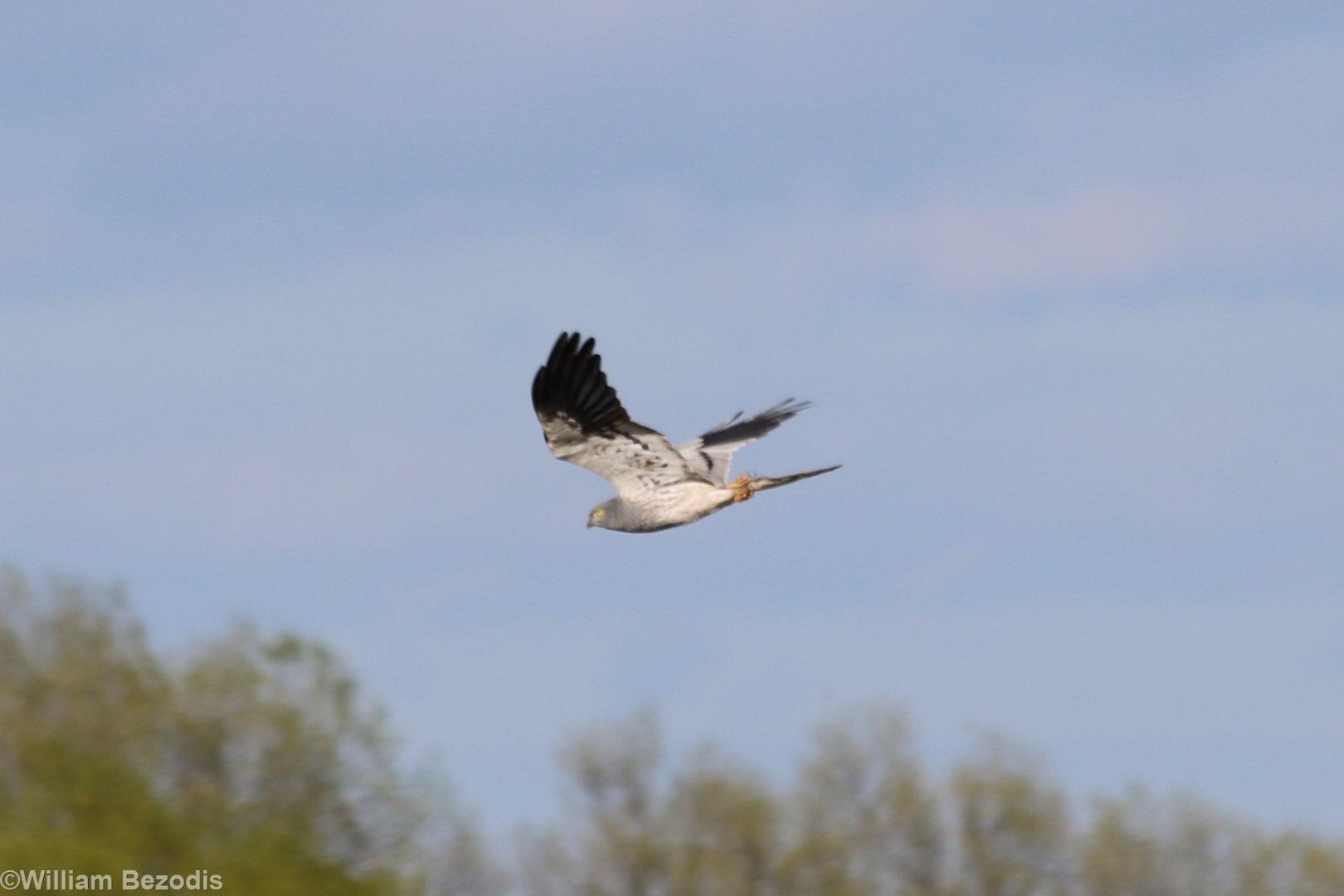 Montagu's Harrier