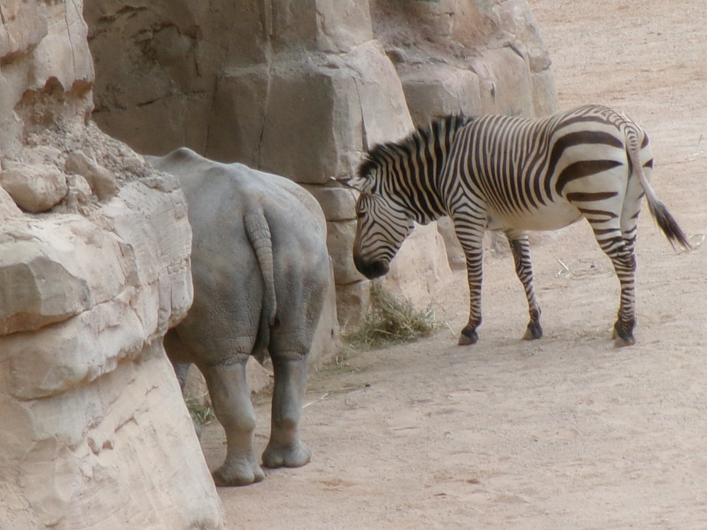 Montain zebra and white rhinoceros