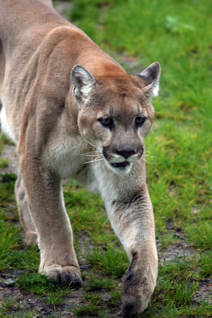 Montana puma, 19.10.2019
