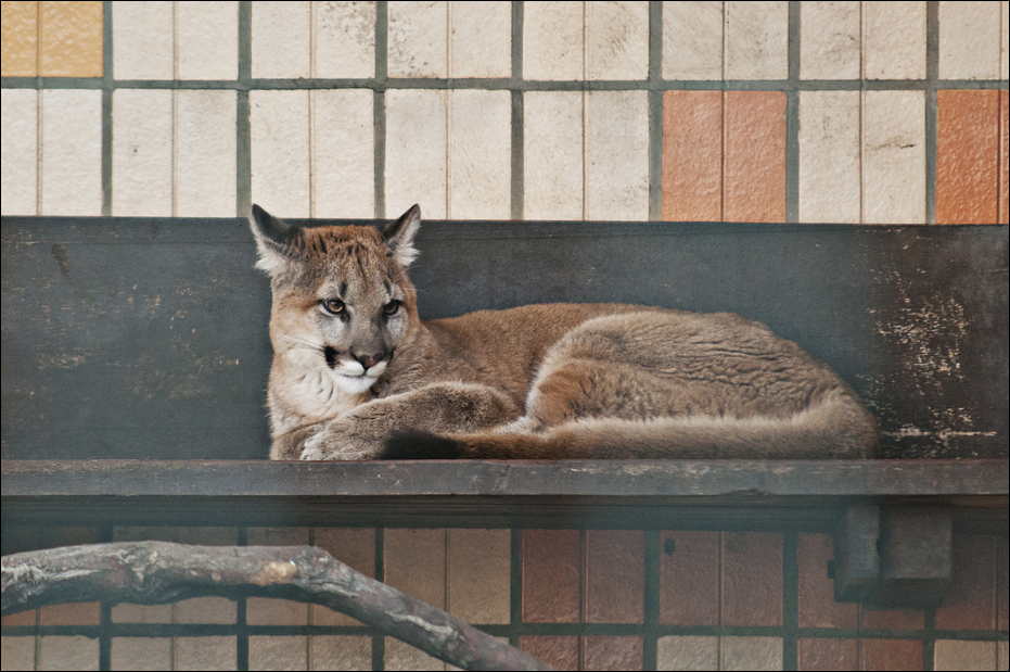 Montana puma at Berlin Tierpark
