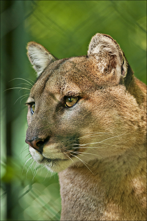 Montana puma at Hellabrunn, München